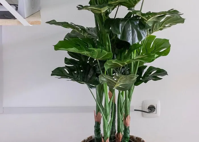 Atlantic Garden & Surf 168 Κοραλέχο