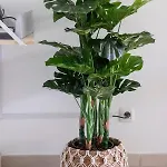 Atlantic Garden & Surf 168 Коральео